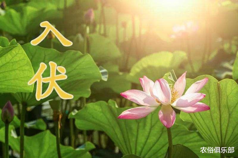 农俗俱乐部|7月16号入伏，40天的伏天，老农常说“入伏有6怕”是哪6怕呢？