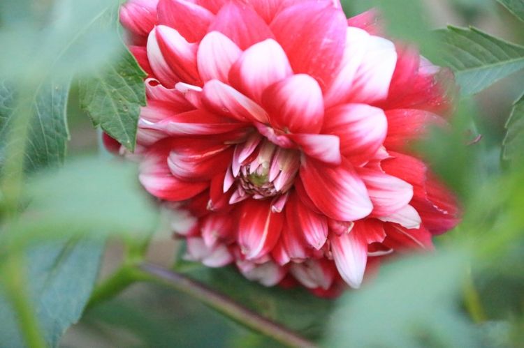 生肖|这4大生肖惹不起！8月19号一过，便喜事不断，爱情事业双得意！