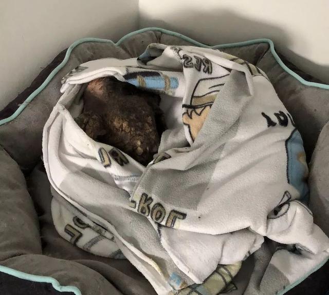 干尸狗狗绝食想结束生命……她每天跟它谈心，接着发生巨变！