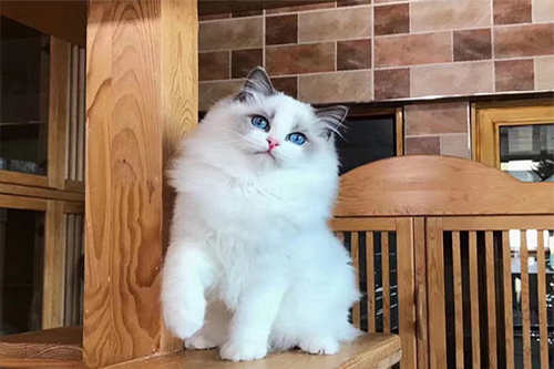 宠物猫种类繁多，找猫需找正规猫舍！