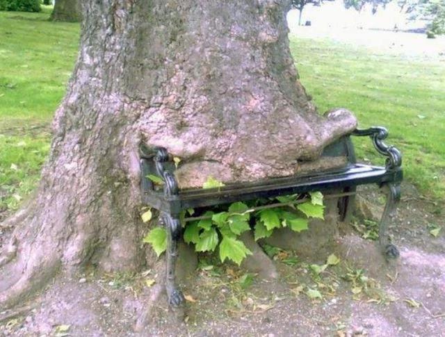 食人树|全球最可怕“食人树”，进食方式奇特至极，为何不砍掉还专门喂养