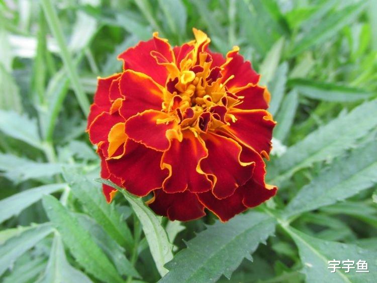 生肖|9月开始贵人入运，好运缠身，日子一帆风顺的4生肖