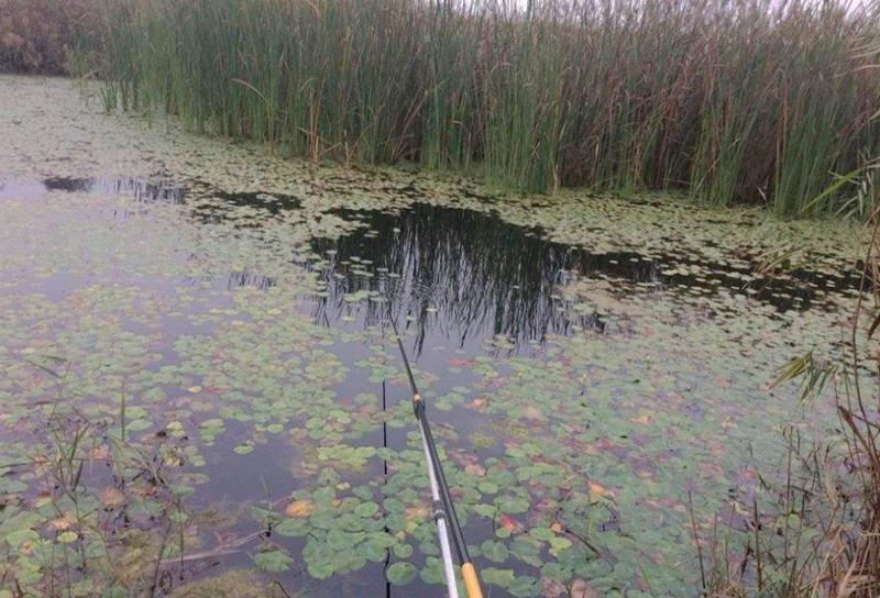 饵料|中秋过后，野河中钓鱼，牢记这4条心得，有个好渔获不难