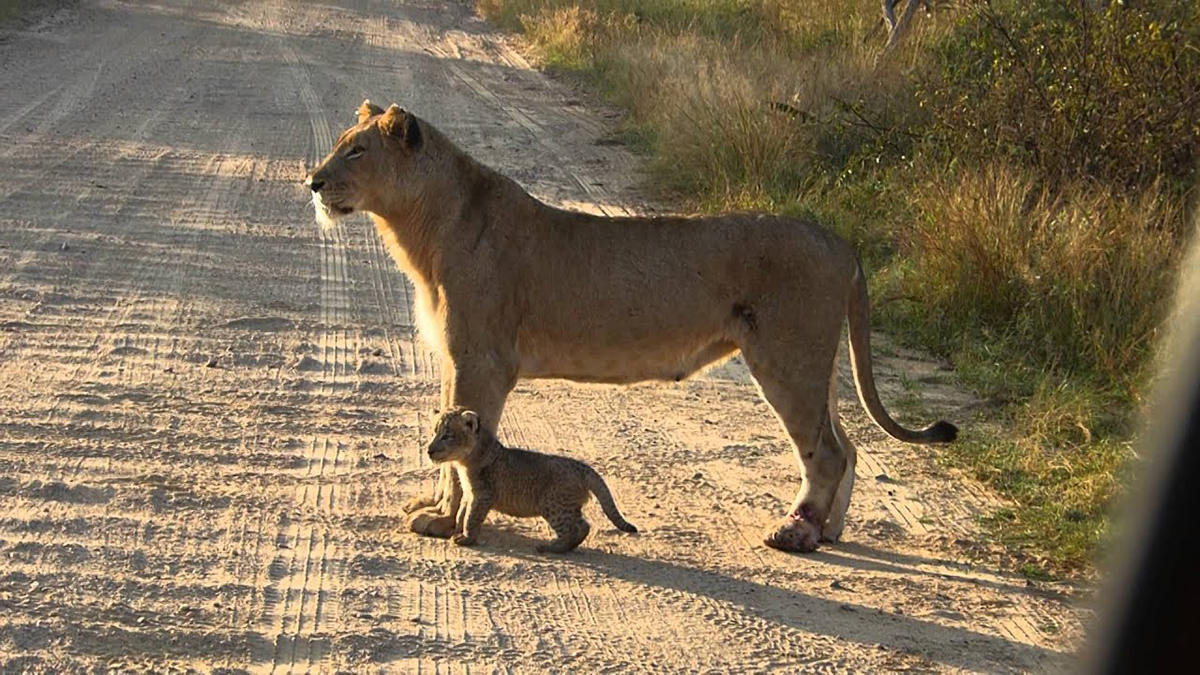 狮子|小狮子的生与死，很大程度上要看雌狮怎么表态