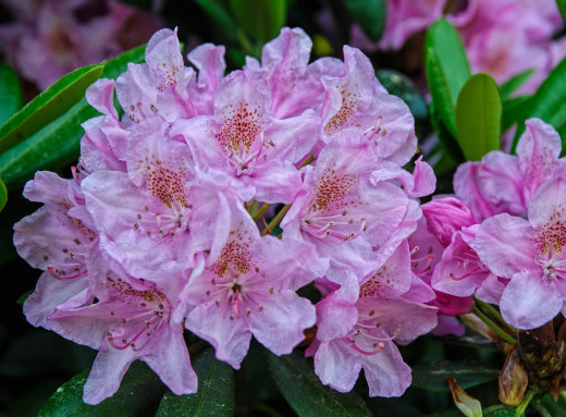 运势|4属相到了10月份，好运连连，事业顺利，财源滚滚，生活富足无忧