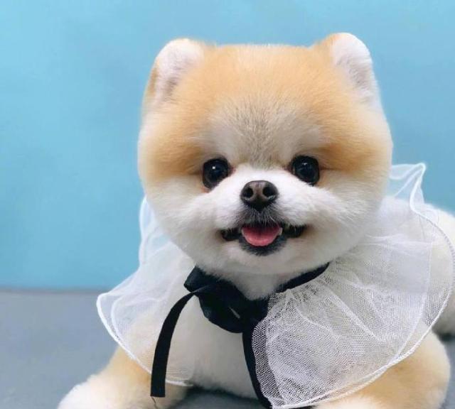 怕主银不够吃，主动加餐的汪汪