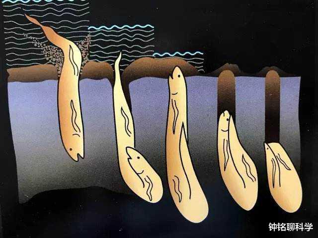 人工湖泊原本没有鱼,为什么过一段时间后就会有鱼生存?