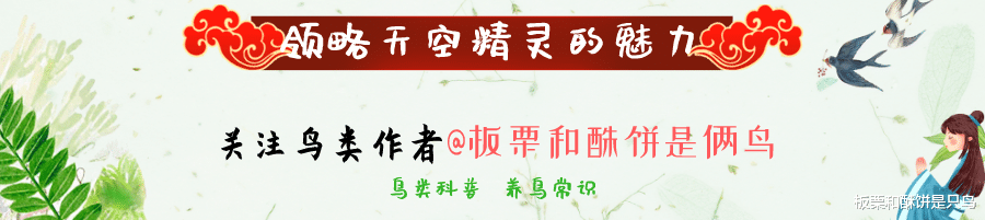 #猫头鹰#养鸟人不知道的冷知识，麻雀不是一种鸟，40斤重的鸟也会飞