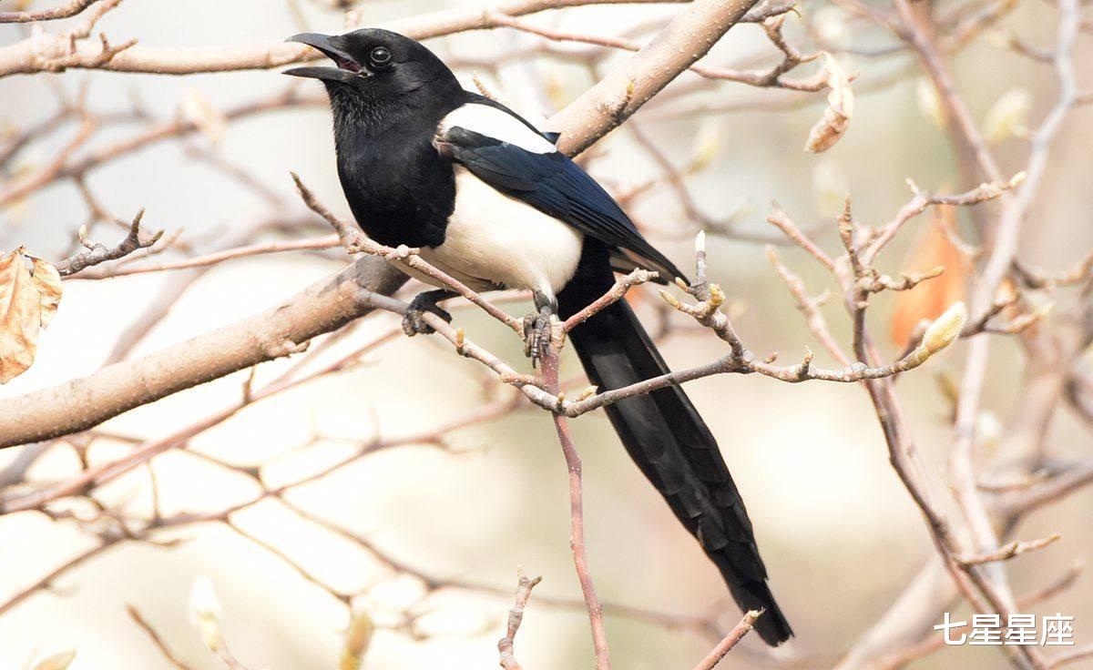 『运势』6月23号，运势亨通，添财添福添喜，一顺百顺3生肖