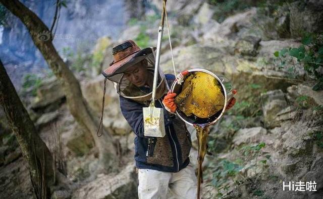 「」悬崖上的采蜜人:百米高空拿命换蜂蜜,即使五倍价格也坚决不卖