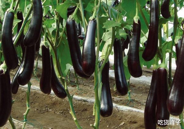 『茄子』同样是茄子，激素和普通茄子有啥区别？卖菜大爷透露其中猫腻