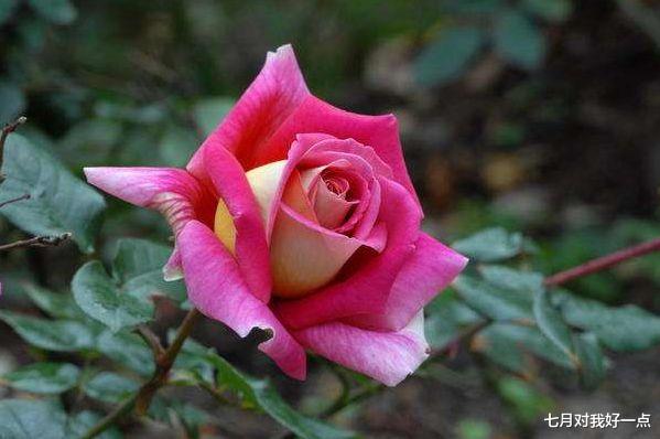 生肖|10月底4大生肖“桃花”满满,姻缘喜从天降,两人携手大富大贵!