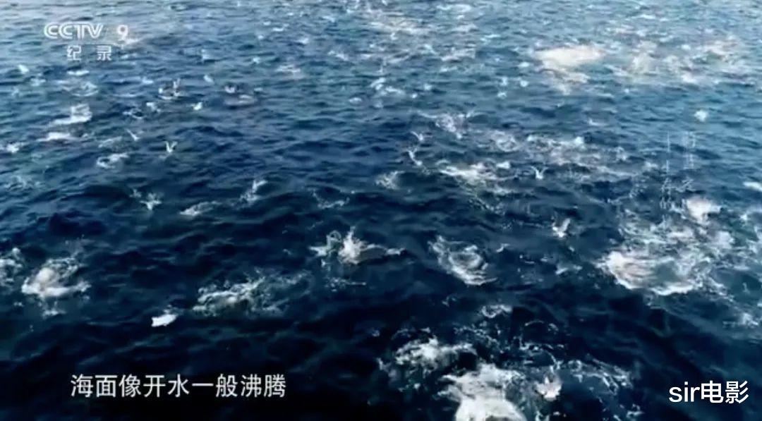 央视@央视出手，这绝色就真藏不住了