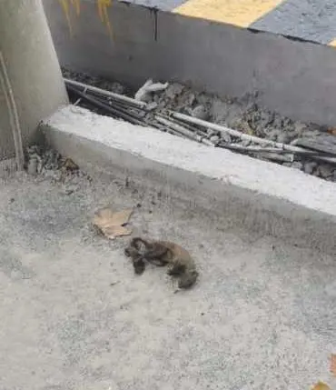 浙样的生活|突发！杭州市中心一片区域突然停电，肇事者是它！