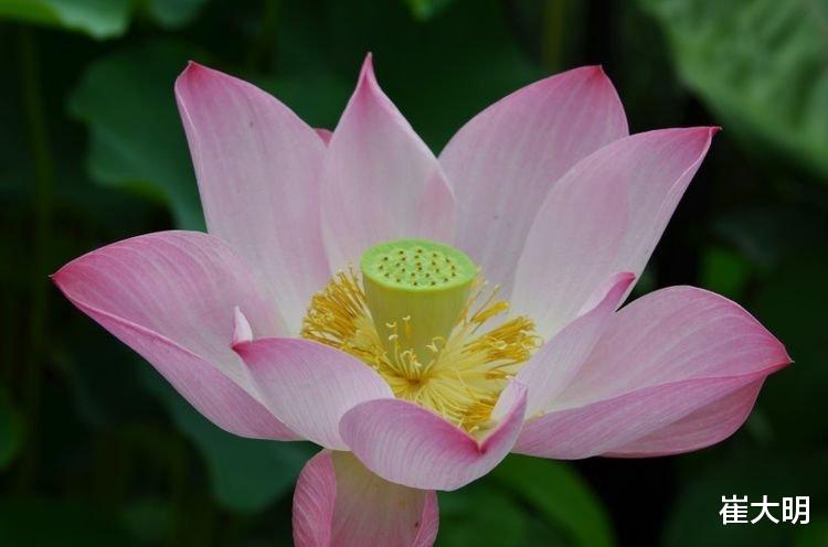 「生肖」6月下旬开始事业喜获丰收，财运不落后，日子不愁钱花的四大生肖