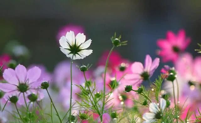 「生肖」6月中旬，和气生财，3大属相运势不差，事业畅通，轻松逆袭