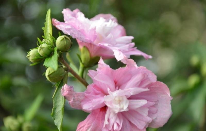 痔疮@天然“化痔药”终于找到了,  每天吃一点，消肿化瘀，肉球不见了