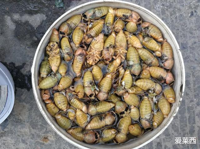 『莱西』注意！莱西树林发现大量的野生物种在国家禁令范围，禁止交易？