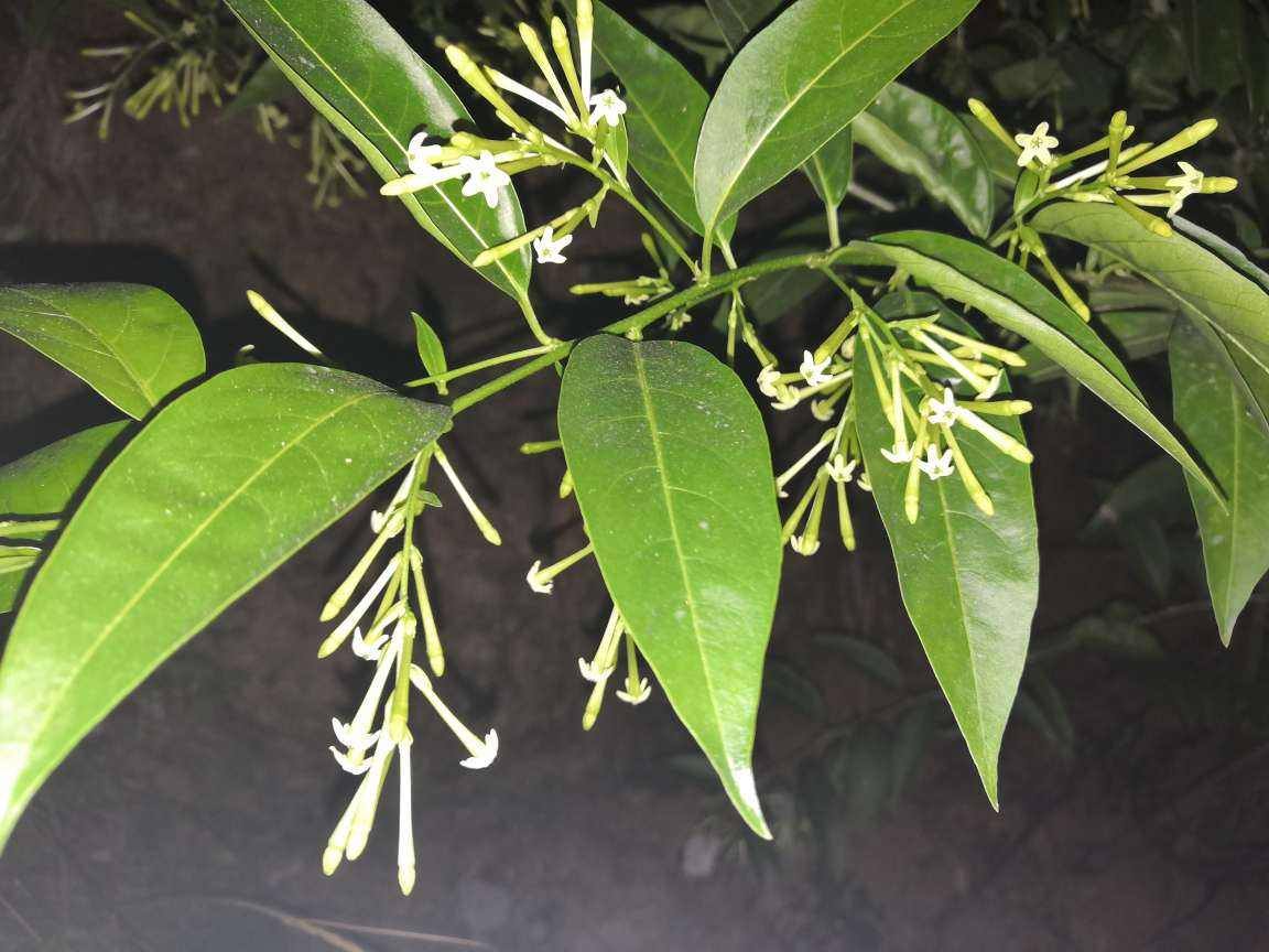 雷霆队|有院子的花友要注意，4种植物易招蛇，最好少养！