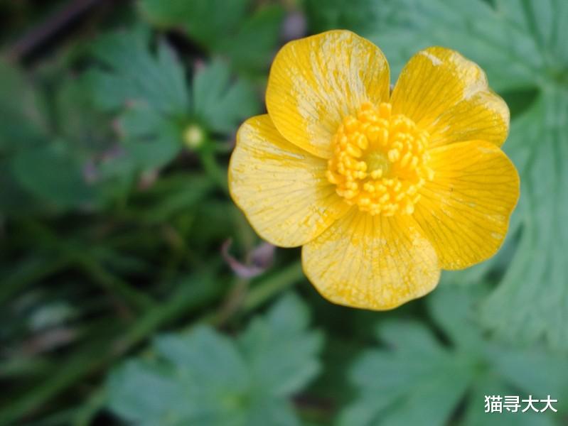 生肖：7月初期，喜迎桃花运，带来好姻缘，月老牵线把桥搭的四大生肖