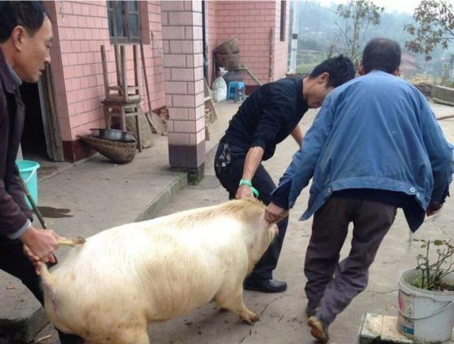 生猪价格■1000多元的猪苗，下半年养猪能赚钱吗，要多少价格才能赚钱？