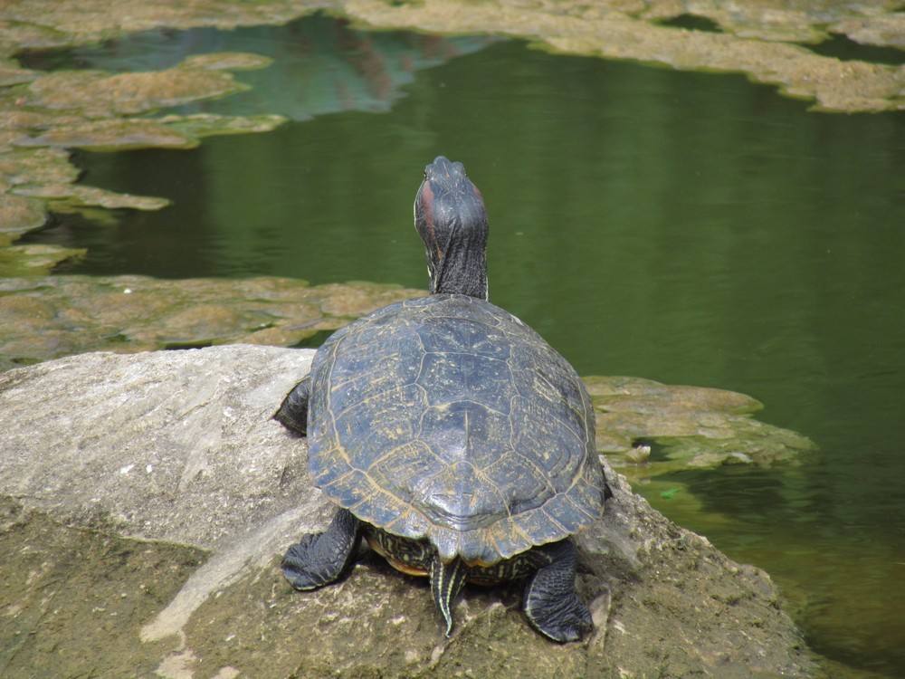 科学家|乌龟若是离开了龟壳，还能存活吗？
