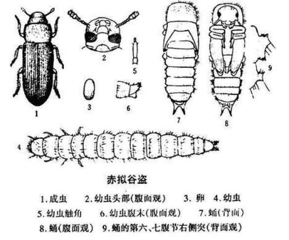 到底“一夫一妻”好还是“一夫多妻”好?研究结果,前者会灭种?