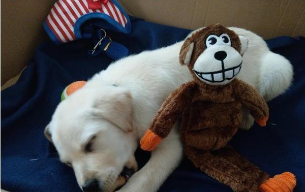 拉布拉多竟吃掉猴子娃娃的耳朵，这是狗狗猩猩大冒险的翻版吧！