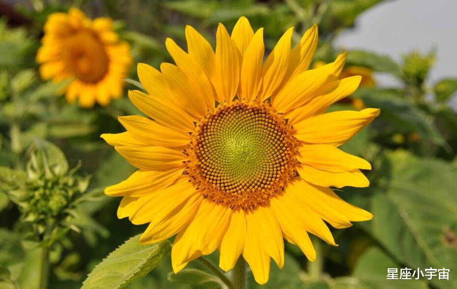 「死水」六月初桃花运喜人，3星座真爱到来，成功步入幸福