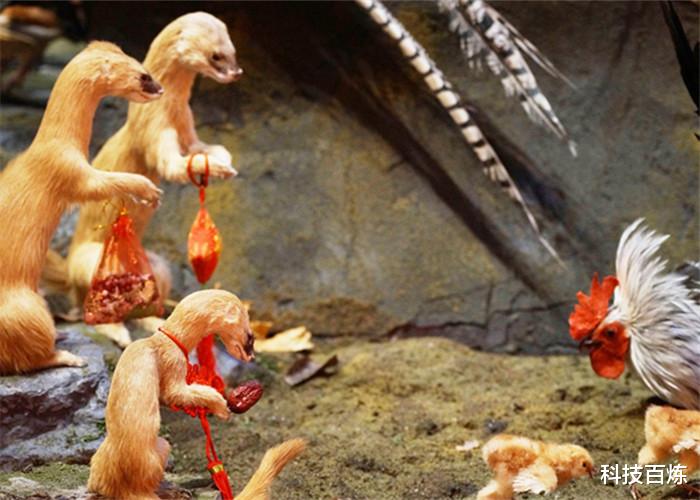 黄鼠狼|老一辈为何会说黄鼠狼杀不得?科学研究发现,确实不能杀!