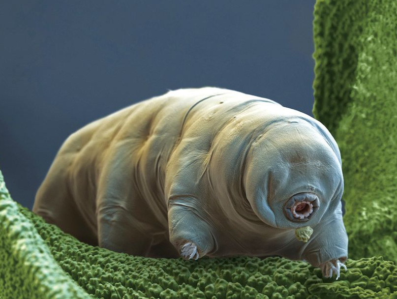 『起死回生』地球上唯一可以起死回生的生物，没有它扛不住的环境，太神奇