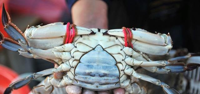 梭子蟹|买梭子蟹时，多说一句暗语，海鲜店老板：遇到行家了，不敢忽悠
