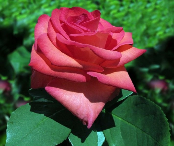 勇敢去爱|10月下旬，桃花满天，勇敢去爱，甜蜜爱情，就此展开的四大星座