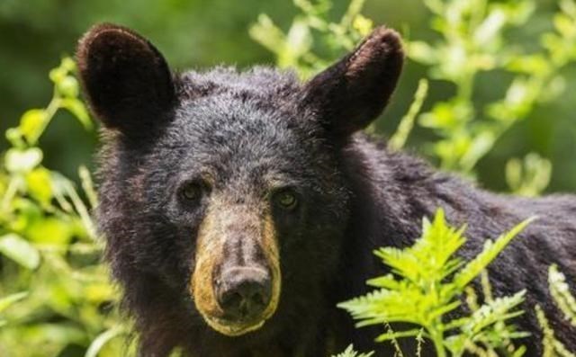 |熊是怎样冬眠的？正在冬眠的熊可能被东北虎拖出去吃掉吗？