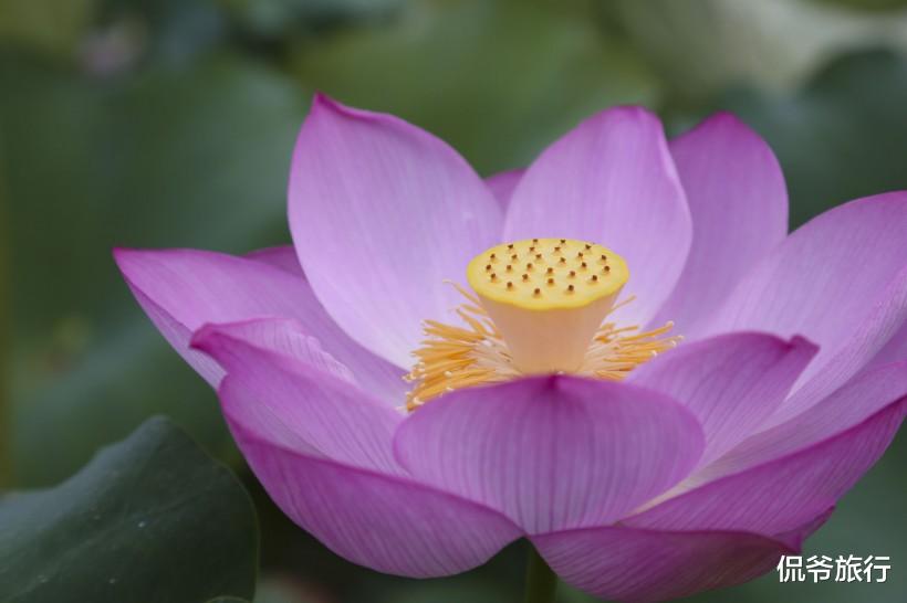 [生肖]6月24号必然翻身的生肖！财运、事业一路翻红，走大运了