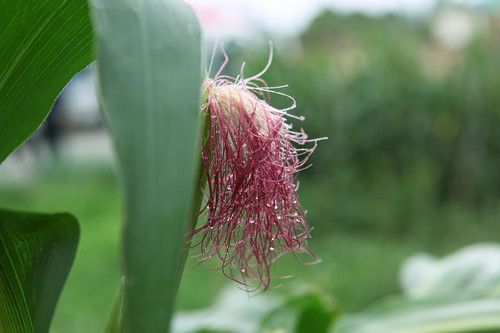 #蓝莓#湿气重的人,每天多吃6种食物,或排出体内湿气,甩掉大肚腩!