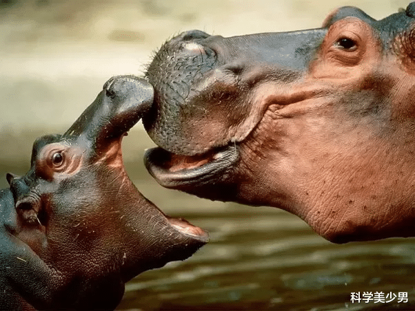 『鳄鱼』吃草的河马为何不怕吃肉的鳄鱼，河马：真当我是吃素的？