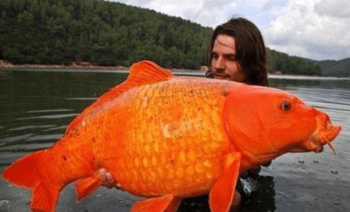 蚊子|人类发现比鸟还大的蚊子