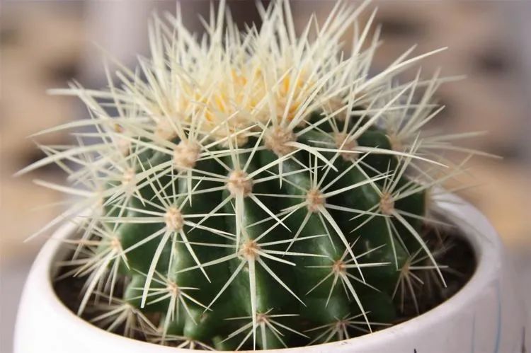 生肖|八月份起,桃花漫天的四大生肖,喜气满园,爱情降临!