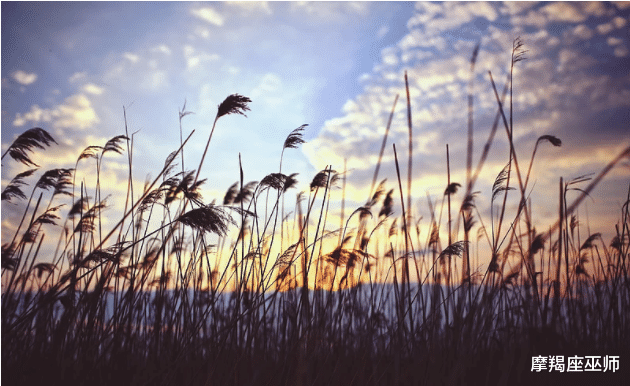 狮子座|11月底，情网再大，大不过前任思念，爱情再美，美不过此刻想你