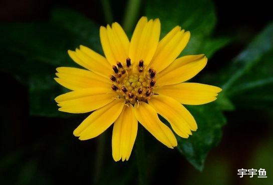 运势|9月上旬，4属相迎来好运势，财运风生水起，福旺桃花开，双喜临门