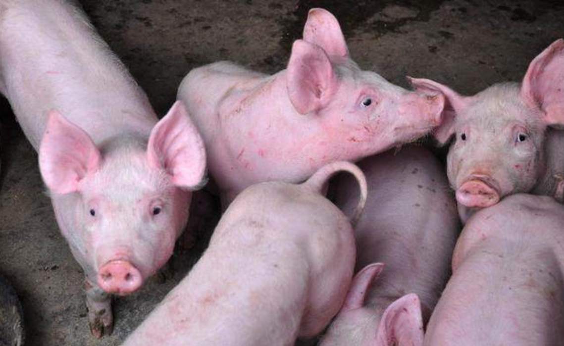 【李大霄】猪价下跌,生猪行情再次“变脸”,下半年猪市行情如何?答案来了