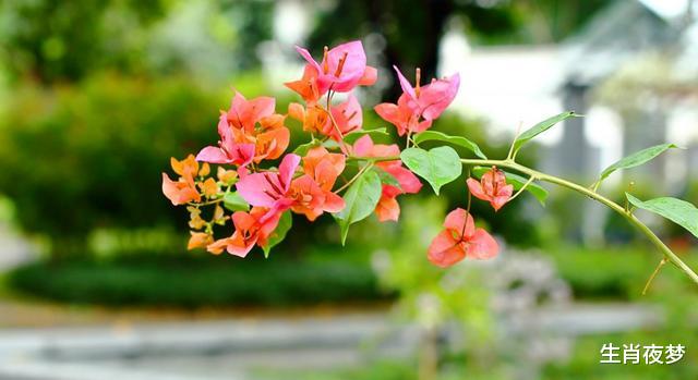 「双子座」5月，缘分再起，旧情人回归，3生肖声泪俱下，爱意浓浓，相爱到底