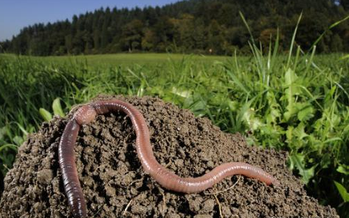 基因|如果把一只蚯蚓切成3段，那么等这3段蚯蚓都长大之后，他们之间是什么关系？