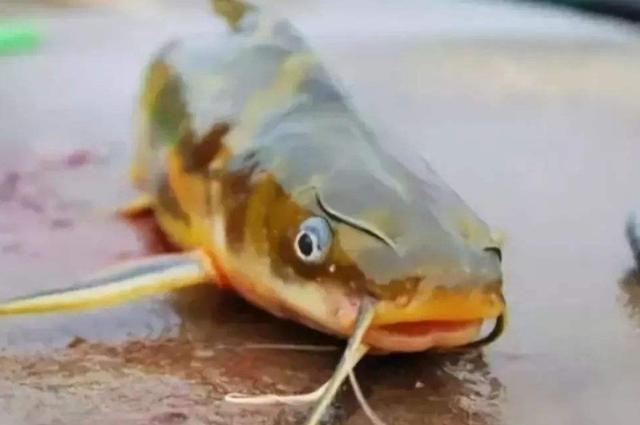 |到了秋天，我就这样“对付”黄颡鱼---皇禾渔具