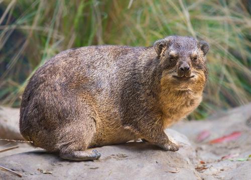 鲸鱼|那些奇异的古生物,吃恐龙的青蛙,会走路的鲸鱼