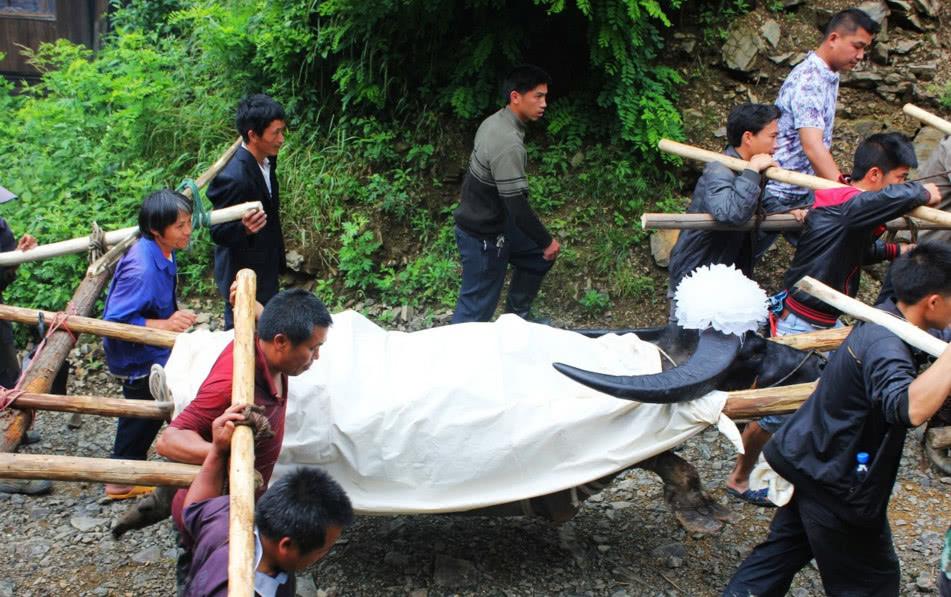 趣观历史|贵州雷公山“牛王”，去世后获15人抬棺，主人表示：是我的亲人