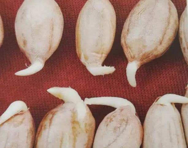 「花生」它比牛奶、鸡蛋更营养！每天没事吃几口，稳血糖护心脏！