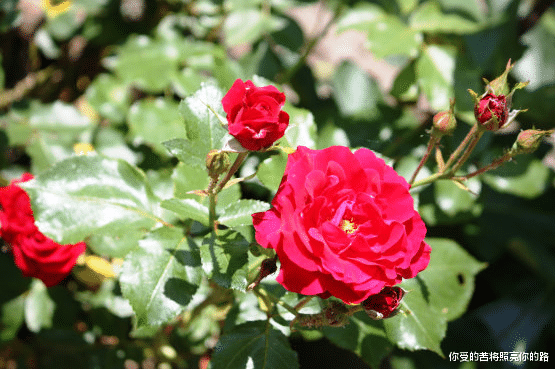 吉星|未来一个月走大运，4属相吉星降临，大吉大利，万事亨通