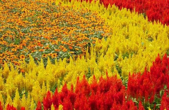 运势|到了8月,运势有好转,4属相吉星傍身,财旺福气旺,幸福相伴